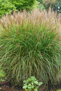 Prydnadsgräs Miscanthus sinensis 5-10 i kruka P9 Miscanthus sinensis