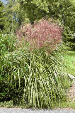 Prydnadsgräs Miscanthus sinensis 5-10 i kruka P9 Miscanthus sinensis