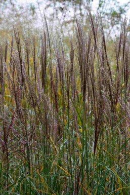 Japanskt gräs Miscanthus sinensis 'Yaku Jima' 5-10 i kruka P9 Miscanthus sinensis 'Yaku Jima'