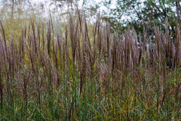 Miscanthus sinensis 'Yaku Jima'
