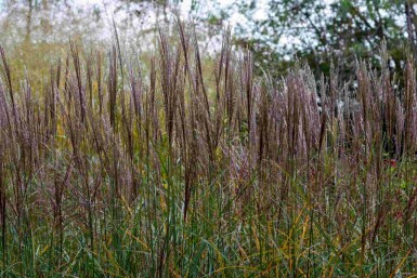 Japanskt gräs Miscanthus sinensis 'Yaku Jima' 5-10 i kruka P9 Miscanthus sinensis 'Yaku Jima'