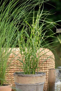 Prydnadsgräs Miscanthus sinensis 'Zebrinus' 5-10 i kruka P9 Miscanthus sinensis 'Zebrinus'