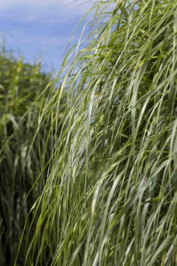 Prydnadsgräs Miscanthus sinensis 'Zebrinus' 5-10 i kruka P9 Miscanthus sinensis 'Zebrinus'
