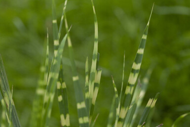 Prydnadsgräs Miscanthus sinensis 'Zebrinus' 5-10 i kruka P9 Miscanthus sinensis 'Zebrinus'