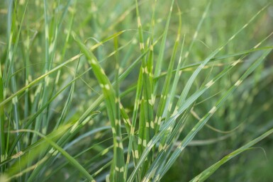 Miscanthus sinensis 'Zebrinus'