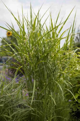 Prydnadsgräs Miscanthus sinensis 'Zebrinus' 5-10 i kruka P9 Miscanthus sinensis 'Zebrinus'