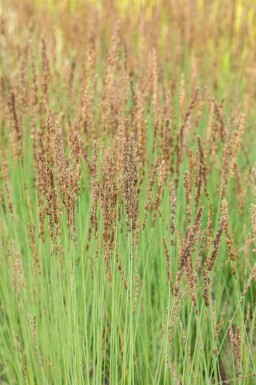 Blåtåtel Molinia caerulea 'Heidezwerg' 5-10 i kruka P9 Molinia caerulea 'Heidezwerg'