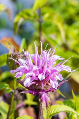 Bergamot Monarda fistulosa 'Croftway Pink' 5-10 i kruka P9 Monarda fistulosa 'Croftway Pink'