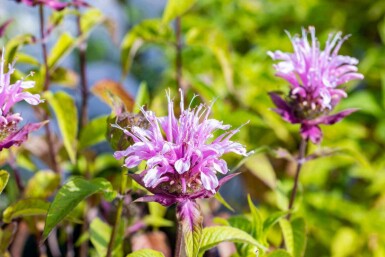 Bergamot Monarda fistulosa 'Croftway Pink' 5-10 i kruka P9 Monarda fistulosa 'Croftway Pink'