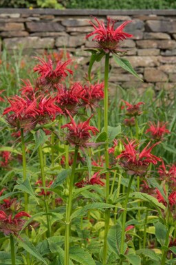 Bergamott Monarda fistulosa 'Gardenview Scarlet' 5-10 i kruka P9 Monarda fistulosa 'Gardenview Scarlet'