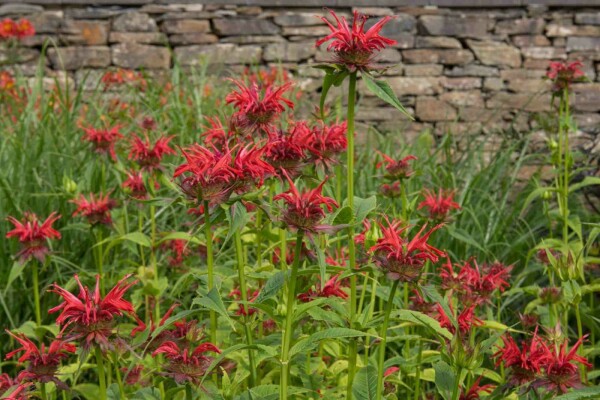 Monarda fistulosa 'Gardenview Scarlet'
