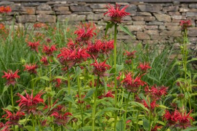 Bergamott Monarda fistulosa 'Gardenview Scarlet' 5-10 i kruka P9 Monarda fistulosa 'Gardenview Scarlet'