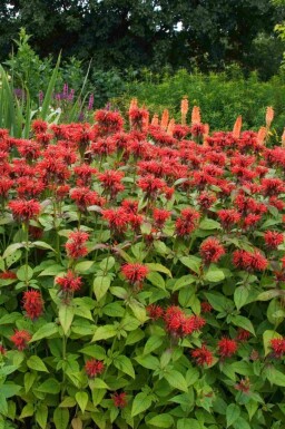 Bergamot Monarda fistulosa 'Jacob Cline' 5-10 i kruka P9 Monarda fistulosa 'Jacob Cline'