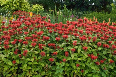 Bergamot Monarda fistulosa 'Jacob Cline' 5-10 i kruka P9 Monarda fistulosa 'Jacob Cline'