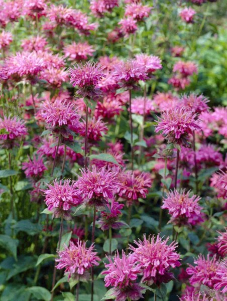 Bergamot Monarda fistulosa 'Marshall's Delight' 5-10 i kruka P9 Monarda fistulosa 'Marshall's Delight'