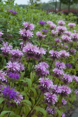 Bergamott Monarda fistulosa 'Prärienacht' 5-10 i kruka P9 Monarda fistulosa 'Prärienacht'
