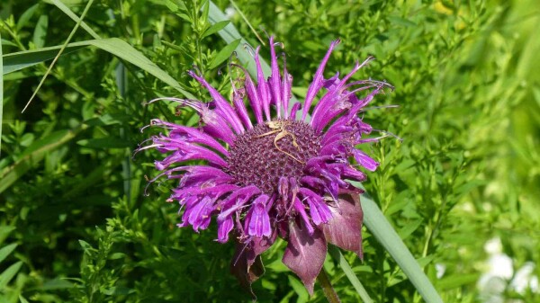 Monarda fistulosa 'Scorpion'