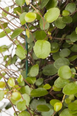 Krypmuehlenbeckia Muehlenbeckia axillaris 5-10 i kruka P9 Muehlenbeckia axillaris