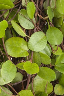 Krypmuehlenbeckia Muehlenbeckia axillaris 5-10 i kruka P9 Muehlenbeckia axillaris