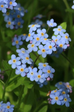 Äkta förgätmigej Myosotis palustris 5-10 i kruka P9 Myosotis palustris