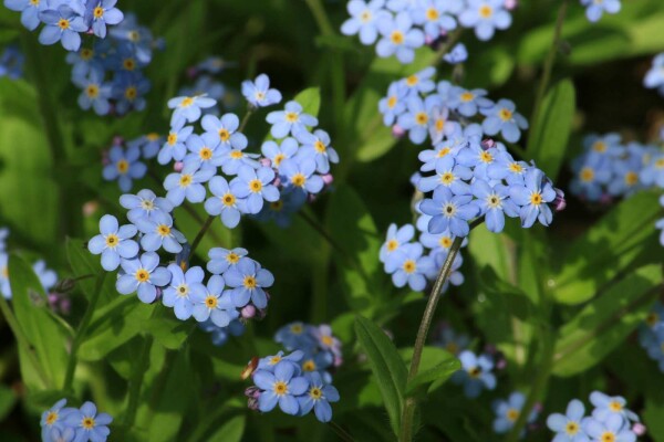 Myosotis palustris