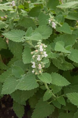 Kattmynta Nepeta cataria 5-10 i kruka P9 Nepeta cataria