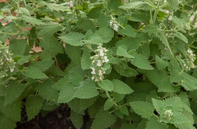 Kattmynta Nepeta cataria 5-10 i kruka P9 Nepeta cataria