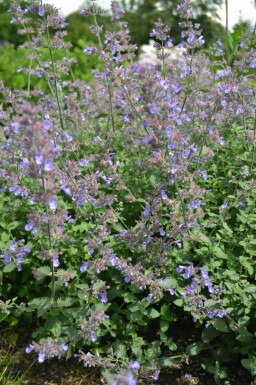 Kantnepeta Nepeta faassenii 'Dropmore' 5-10 i kruka P9 Nepeta faassenii 'Dropmore'