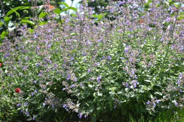 Nepeta faassenii 'Dropmore'