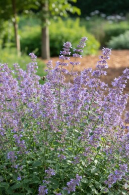 Kantnepeta Nepeta faassenii 'Grol' 5-10 i kruka P9 Nepeta faassenii 'Grol'