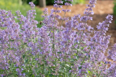 Kantnepeta Nepeta faassenii 'Grol' 5-10 i kruka P9 Nepeta faassenii 'Grol'