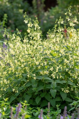 Kattmynta Nepeta govaniana 5-10 i kruka P9 Nepeta govaniana