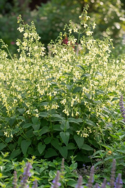 Nepeta govaniana