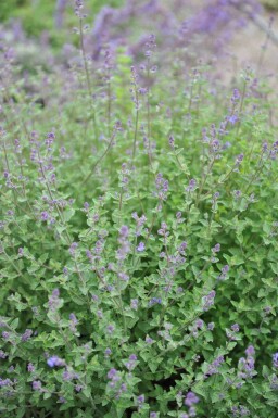 Kattmynta Nepeta faassenii 'Kit Cat' 5-10 i kruka P9 Nepeta faassenii 'Kit Cat'