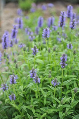 Kattmynta Nepeta nervosa 5-10 i kruka P9 Nepeta nervosa