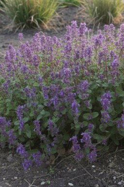 Kantnepeta Nepeta racemosa 'Grog' 5-10 i kruka P9 Nepeta racemosa 'Grog'