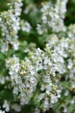 Vit kattmynta Nepeta racemosa 'Snowflake' 5-10 i kruka P9 Nepeta racemosa 'Snowflake'