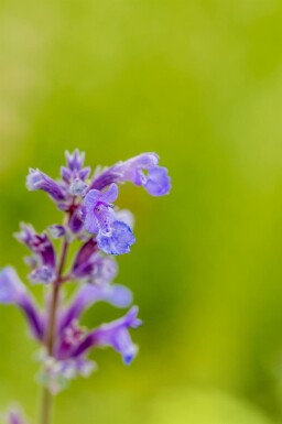 Kantnepeta Nepeta faassenii 'Senior' 5-10 i kruka P9 Nepeta faassenii 'Senior'