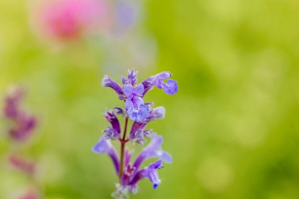 Nepeta faassenii 'Senior'
