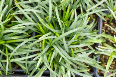 Japansk ormbunke Ophiopogon japonicus 5-10 i kruka P9 Ophiopogon japonicus