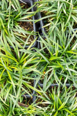 Japansk ormbunke Ophiopogon japonicus 5-10 i kruka P9 Ophiopogon japonicus
