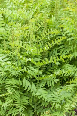 Kungsbräken Osmunda regalis 5-10 i kruka P9 Osmunda regalis