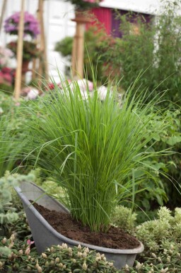 Nordvind Panicum virgatum 'Northwind' 5-10 i kruka P9 Panicum virgatum 'Northwind'