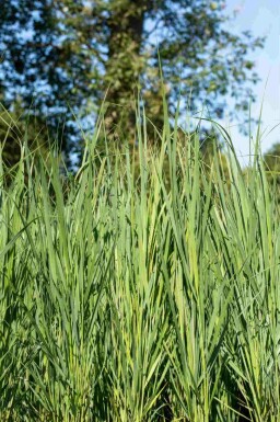 Nordvind Panicum virgatum 'Northwind' 5-10 i kruka P9 Panicum virgatum 'Northwind'