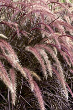 Röd borstgräs Pennisetum advena 'Rubrum' 5-10 i kruka P9 Pennisetum advena 'Rubrum'