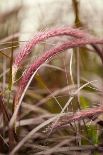 Pennisetum advena 'Rubrum'