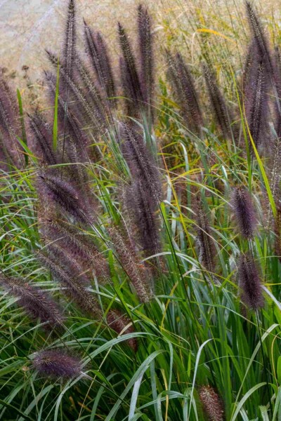 Prydnadsgräs Pennisetum alopecuroides 'Black Beauty' 5-10 i kruka P9 Pennisetum alopecuroides 'Black Beauty'