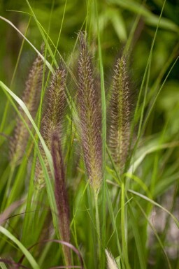 Prydnadsgräs Pennisetum alopecuroides 'Red Head' 5-10 i kruka P9 Pennisetum alopecuroides 'Red Head'