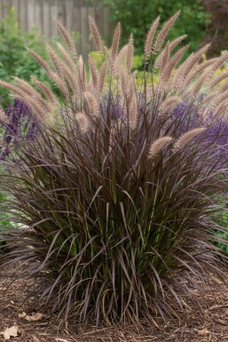Grässvans Pennisetum advena 'Summer Samba' 5-10 i kruka P9 Pennisetum advena 'Summer Samba'