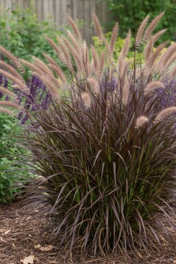 Grässvans Pennisetum advena 'Summer Samba' 5-10 i kruka P9 Pennisetum advena 'Summer Samba'
